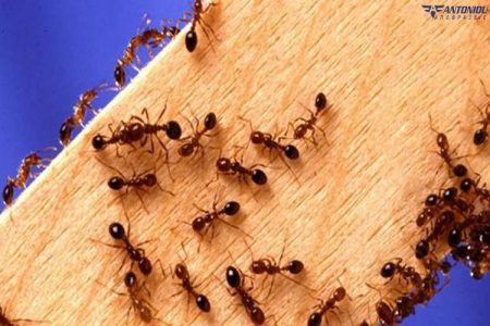 Διώξτε τα μυρμήγκια από το σπίτι σας με φυσικό τρόπο