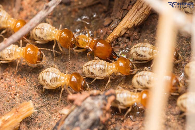 antimetopiste-termites-kanontas-apolimanseis